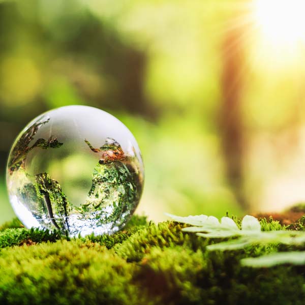 A crystal-clear sphere rests on vibrant green moss, reflecting nature, with soft sunlight filtering through trees in the background.